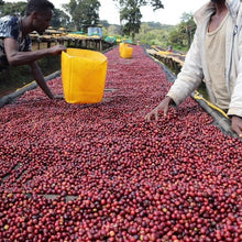 Load image into Gallery viewer, Danche G1, Ethiopia
